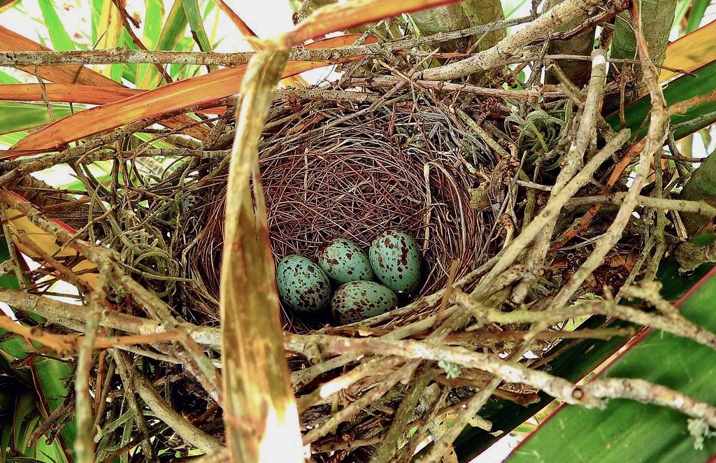 Northern Mockingbird nest. by Jim Mullhaupt is licensed under CC BY-NC-ND 2.0.